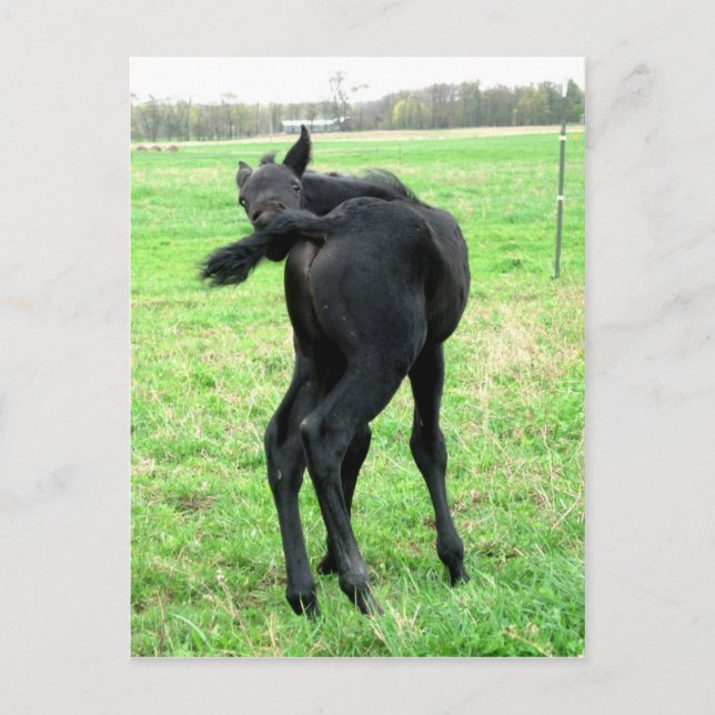 Cartão Postal Colt's Itchy Bumm (Frente)