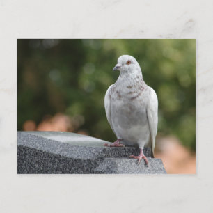 Cartão Postal Columba livia domestica