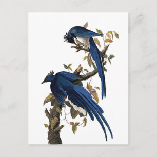 Cartão Postal Columbia Jay   John James Audubon