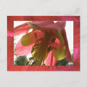 Cartão Postal columbina