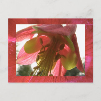 Cartão Postal columbina