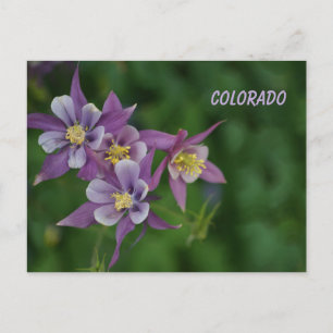 Cartão Postal Columbina Azul do Colorado