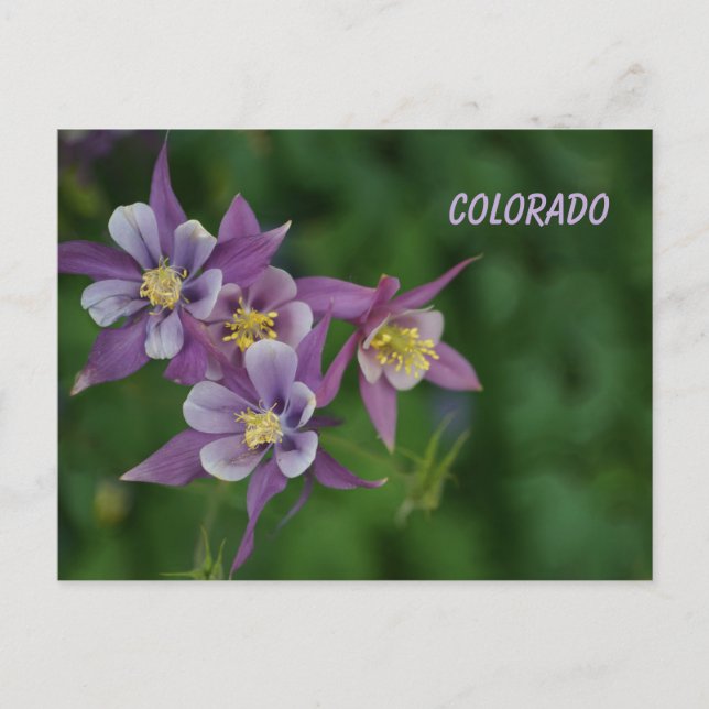 Cartão Postal Columbina Azul do Colorado (Frente)