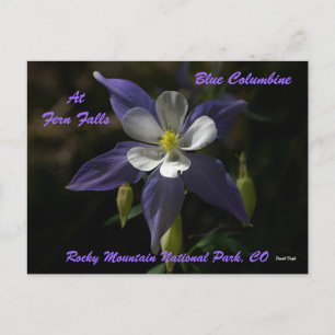 Cartão Postal Columbina Azul Em Falls Fern