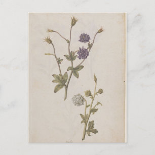 Cartão Postal Columbine por Jacques de Morgues