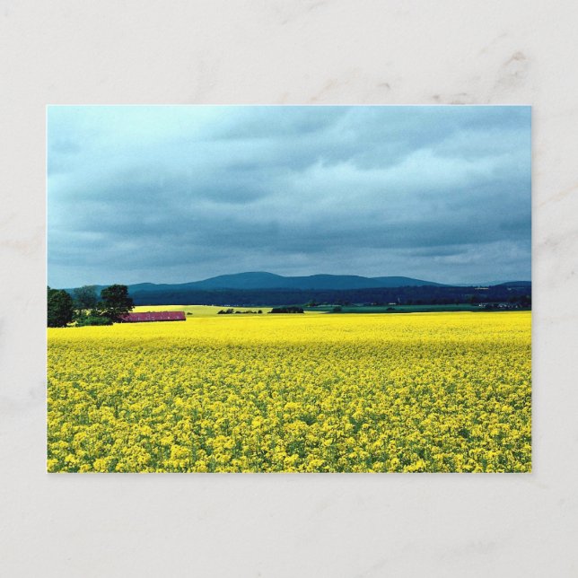 Cartão Postal Colza, Angus, Escócia no Cornish Rivi (Frente)