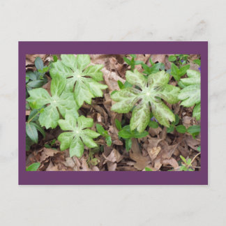 Cartão Postal Com base no Monticello de Jefferson...