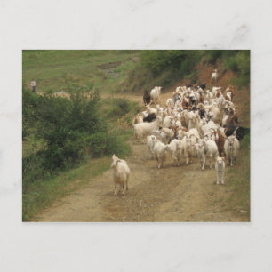 Cartão postal com cabras