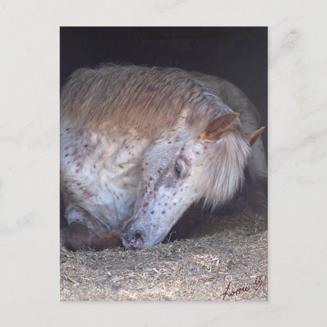 Cartão Postal Com calma (Frente)