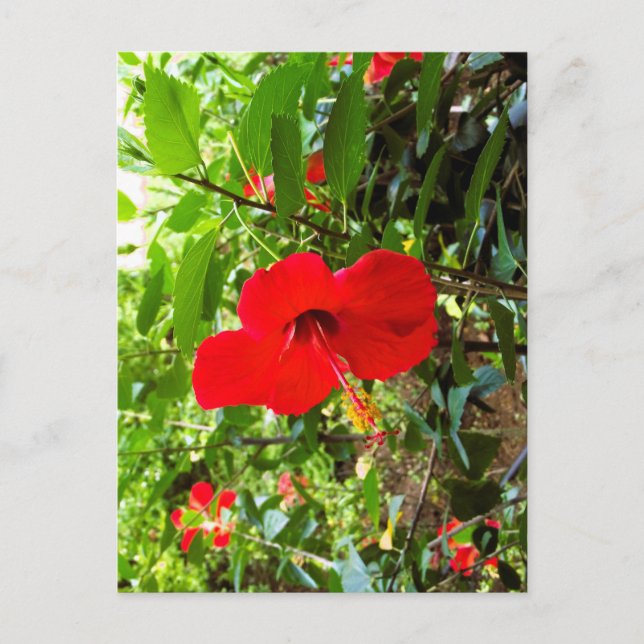 Cartão postal com capa de flor vermelha (Frente)