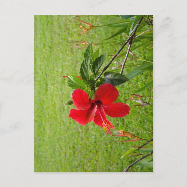 Cartão postal com flor vermelha na capa (Frente)