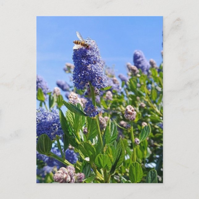 Cartão postal com flores de lilás em jardim inglês (Frente)