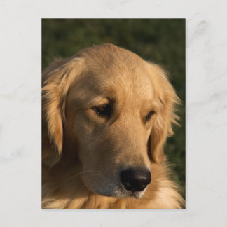 Cartão postal com foto da cabeça de Golden Retriev