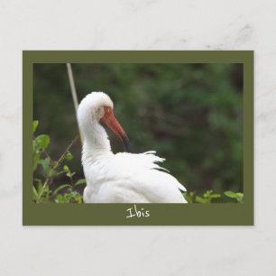 Cartão Postal com Foto de Ave Ibis