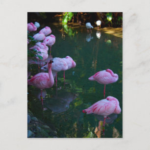 Cartão postal com foto de Flamingos Rosa