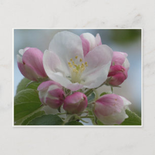 Cartão postal com foto de flor de maçã rosa e bran