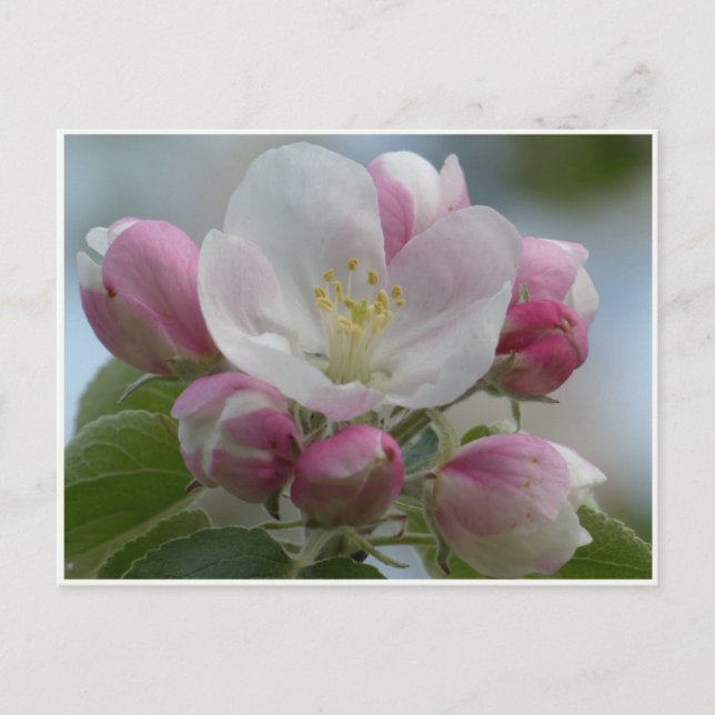 Cartão postal com foto de flor de maçã rosa e bran (Frente)