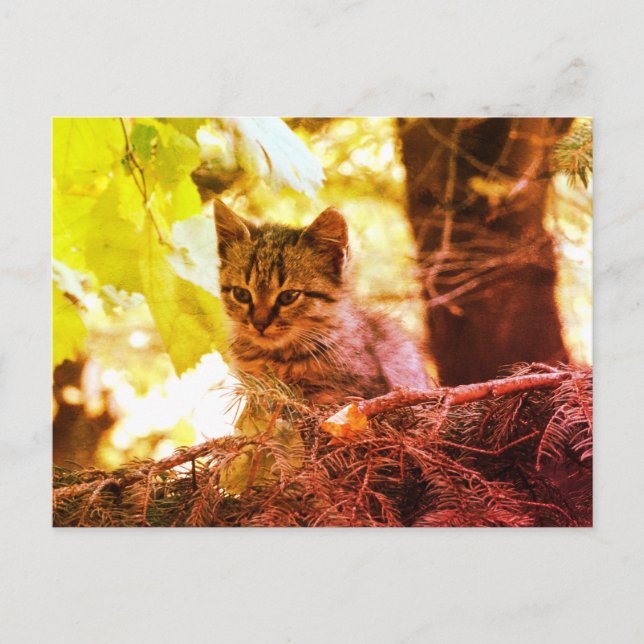 Cartão postal com foto de gatinho fofo (Frente)