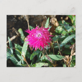 Cartão postal com fotografia floral fuchsia