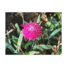 Cartão postal com fotografia floral fuchsia