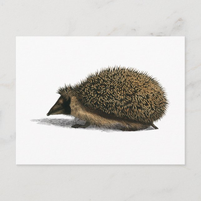 Cartão postal com Ilustração Animal Hedgehog (Frente)