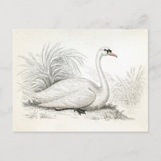 Cartão postal com ilustração de cisne vintage boni