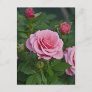 Cartão postal com impressão de rosas cor-de-rosa d