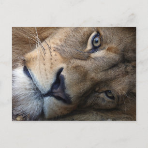 Cartão postal com leão