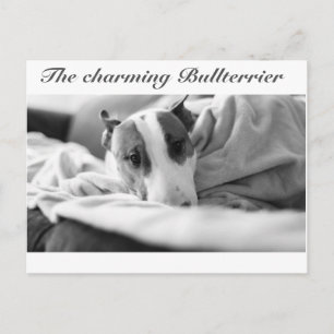 Cartão postal com tema de Bull Terrier