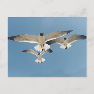 Cartão postal com três gaivotas