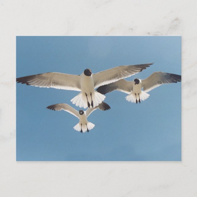 Cartão postal com três gaivotas (Frente)