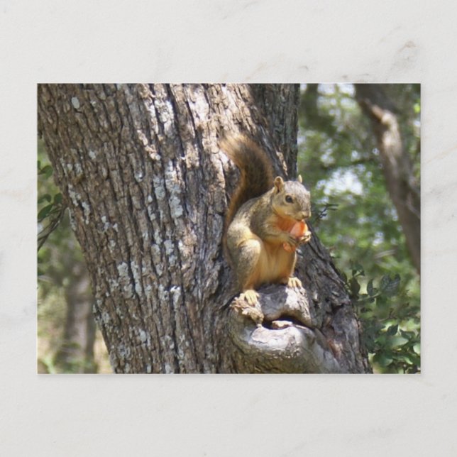 Cartão Postal Coma suas carroças (Frente)