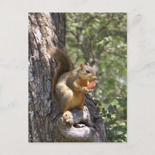 Cartão Postal Coma suas carroças (Frente)