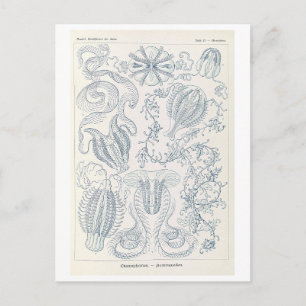 Cartão Postal Comb Jellies Vintage por Haeckel