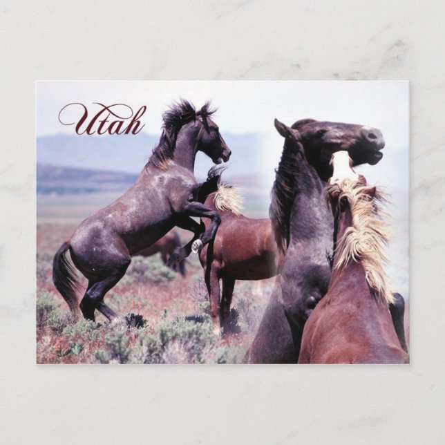 Cartão Postal Combate a cavalos selvagens, Utah (Frente)