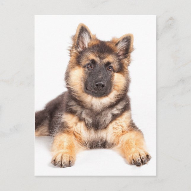 Cartão Postal Combinação de German shepherd de Collie de Borda (Frente)