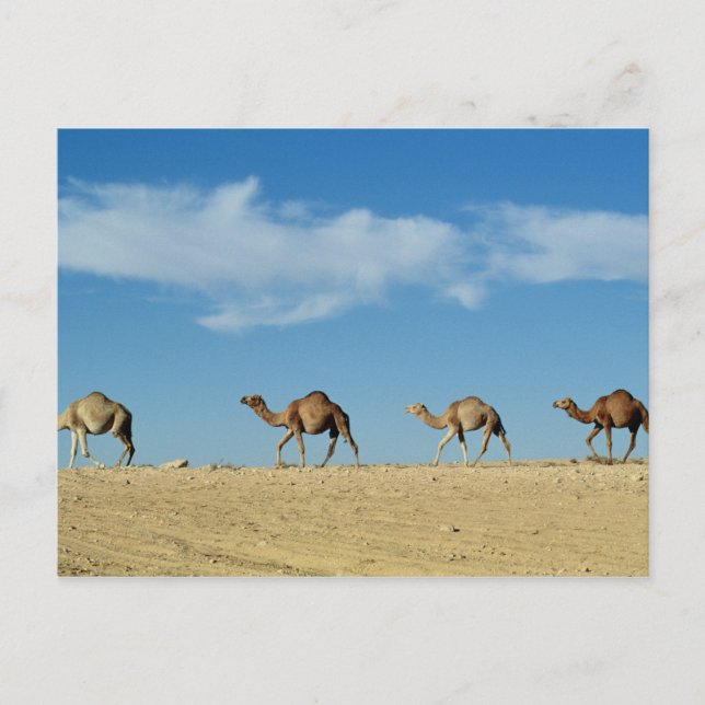 Cartão Postal Comboio Camel (Frente)