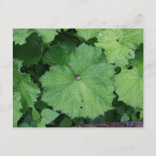 Cartão Postal Comfy Snail