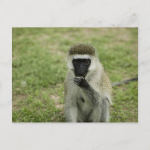 Cartão Postal Comida de macaco-vervet, África