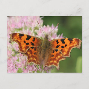 Cartão Postal Comma Butterfly
