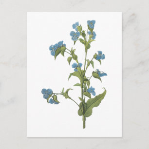 Cartão Postal commelina (tuberosa de Commelina) por Redouté