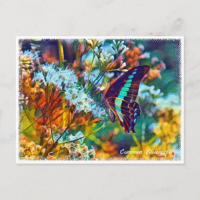 Cartão Postal Common Bluebottle (Frente)