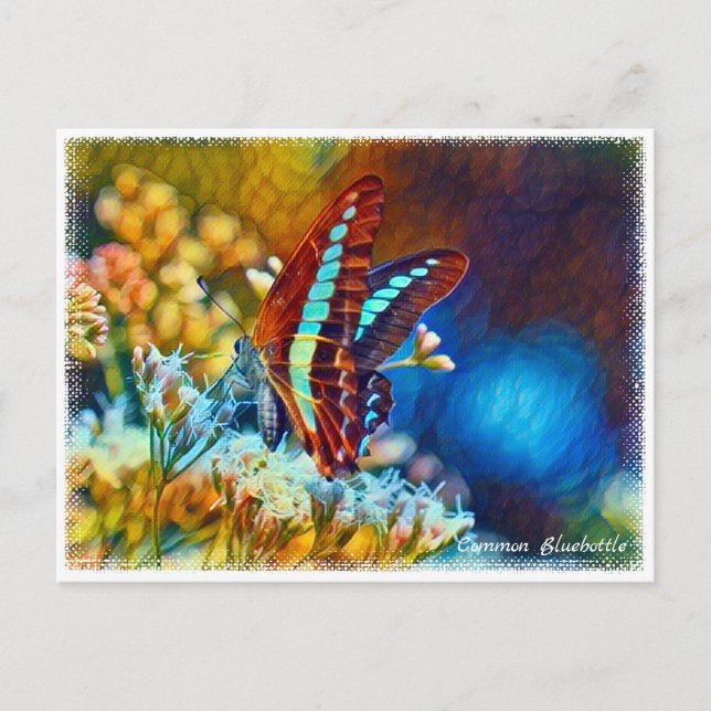 Cartão Postal Common Bluebottle ポストカード (Frente)