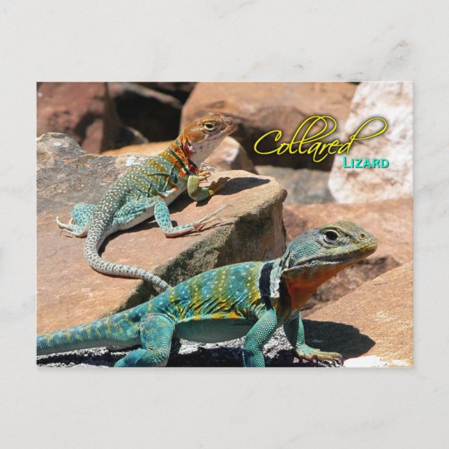 Cartão Postal Common Collared Lizard, Novo México (Frente)