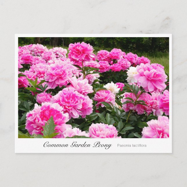 Cartão Postal Common Garden Peony (Frente)