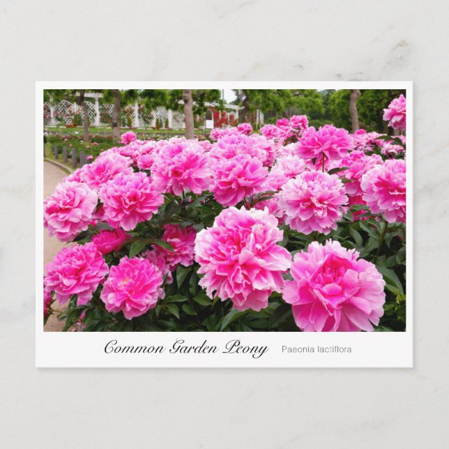 Cartão Postal Common Garden Peony (Frente)