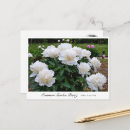 Cartão Postal Common Garden Peony