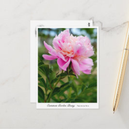 Cartão Postal Common Garden Peony