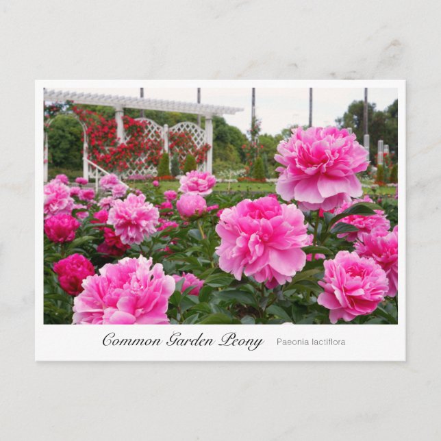 Cartão Postal Common Garden Peony (Frente)