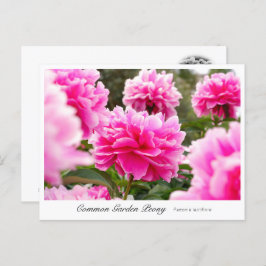 Cartão Postal Common Garden Peony